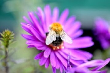 Busy Bee on Symphyotrichum